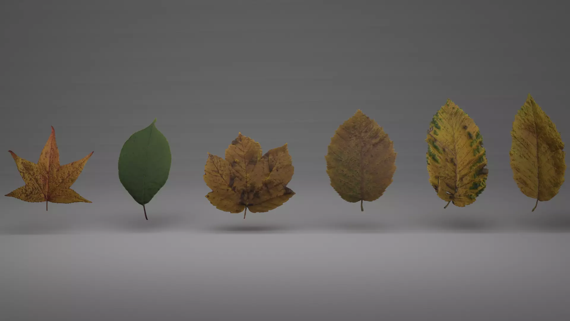 lowpoly leaves pack Low-poly 3D model_0