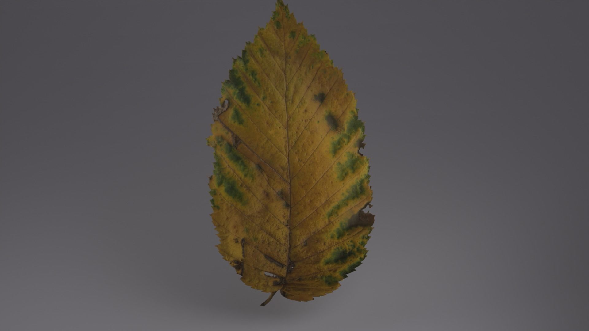 lowpoly leaves pack Low-poly 3D model_2