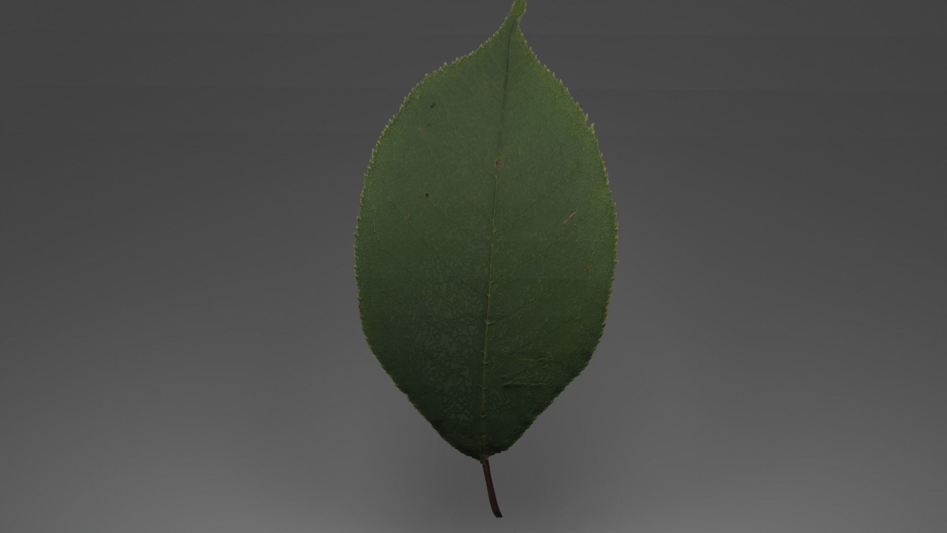 lowpoly leaves pack Low-poly 3D model_6