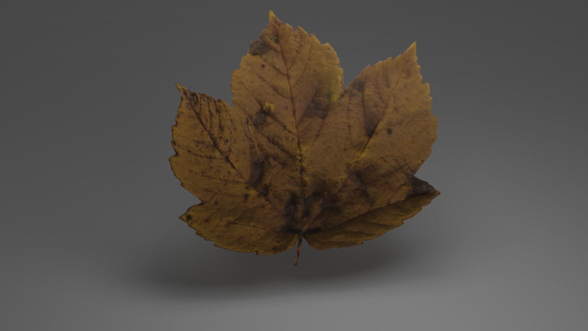 lowpoly leaves pack Low-poly 3D model_4