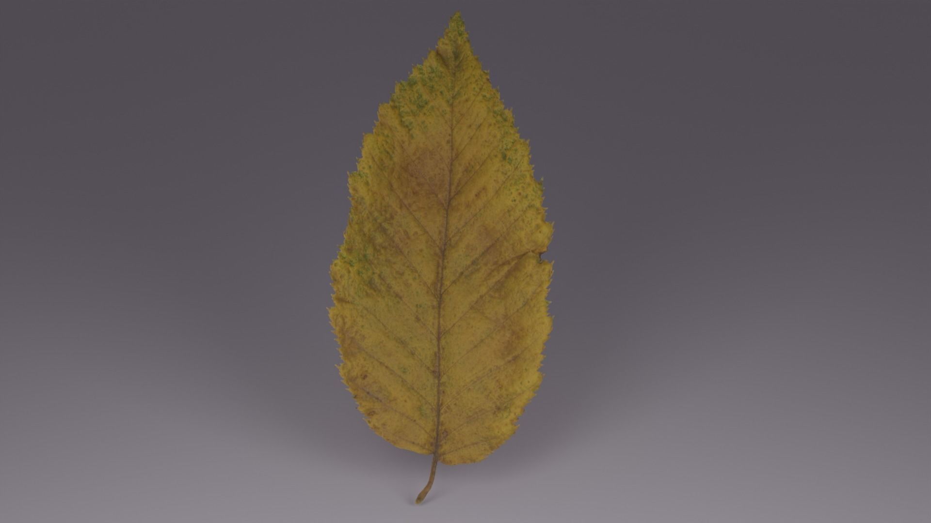 lowpoly leaves pack Low-poly 3D model_1
