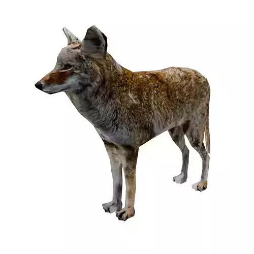 Coyote low poly