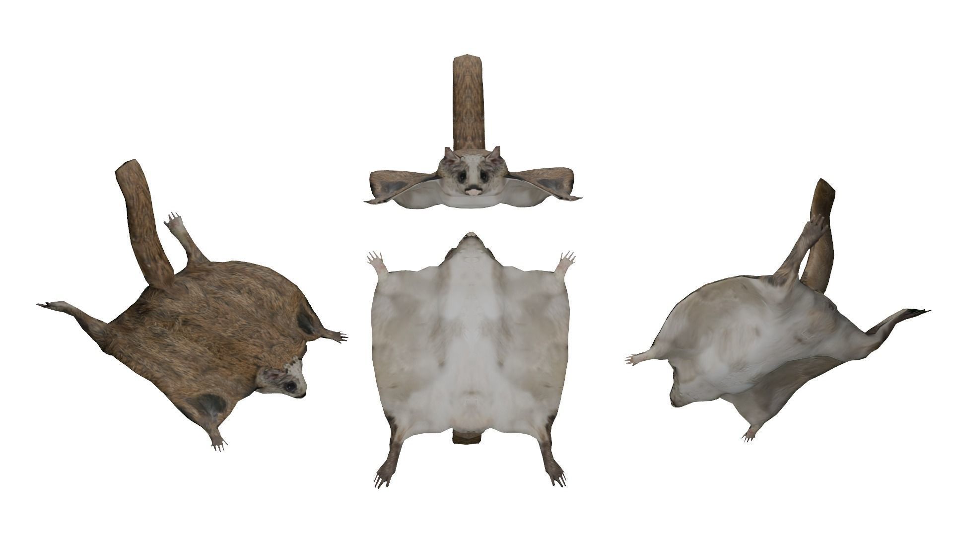 Flying squirrel low poly Low-poly 3D model_2