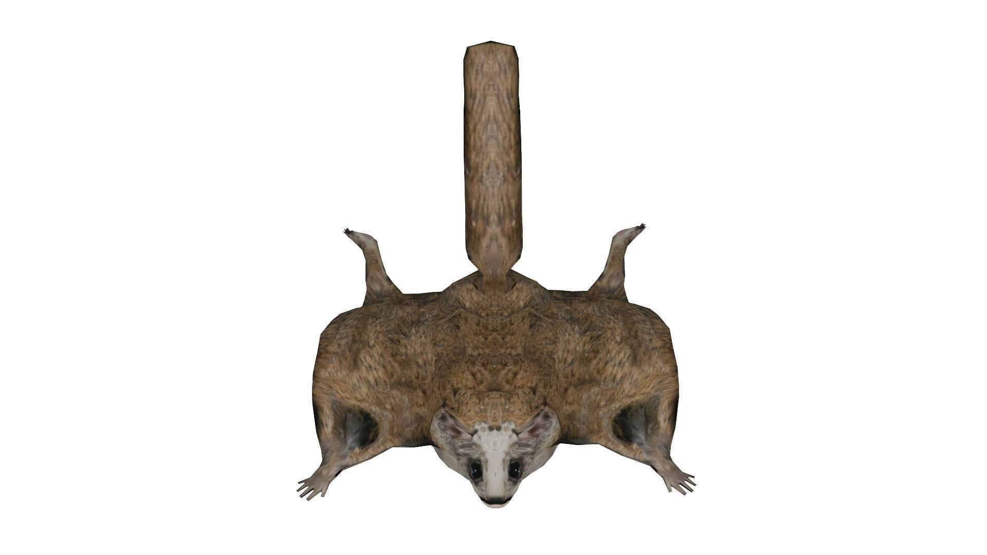 Flying squirrel low poly Low-poly 3D model_1