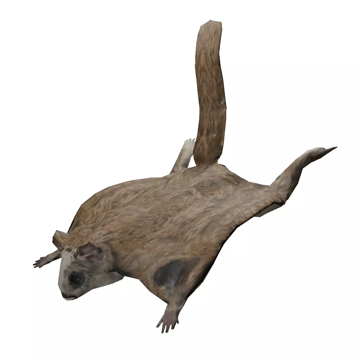 Flying squirrel low poly Low-poly 3D model_0