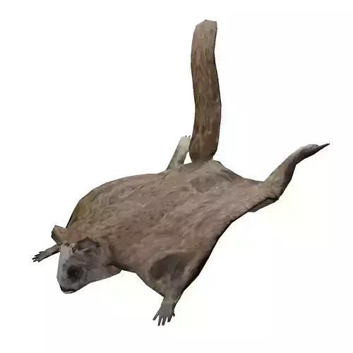 Flying squirrel low poly Low-poly 3D model
