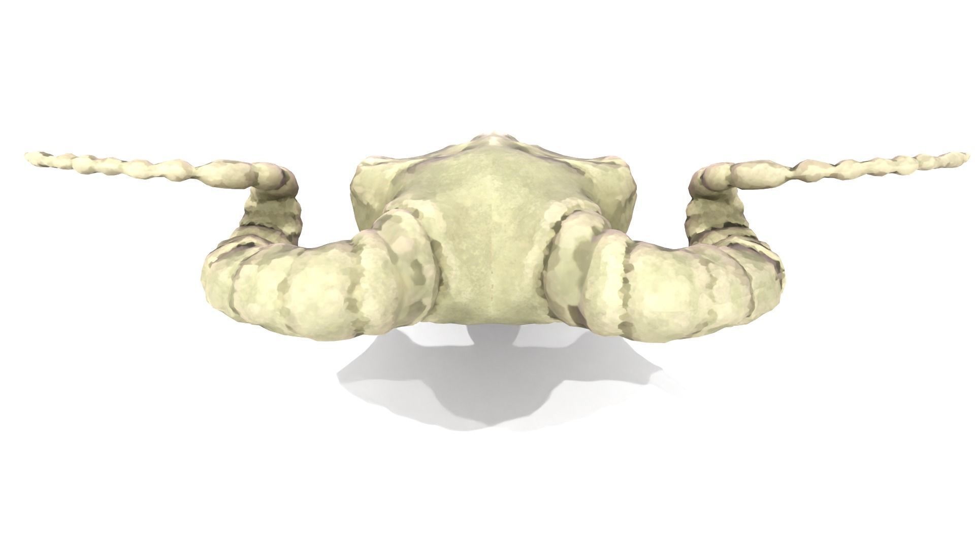 Ram Skull Low-poly 3D model_4