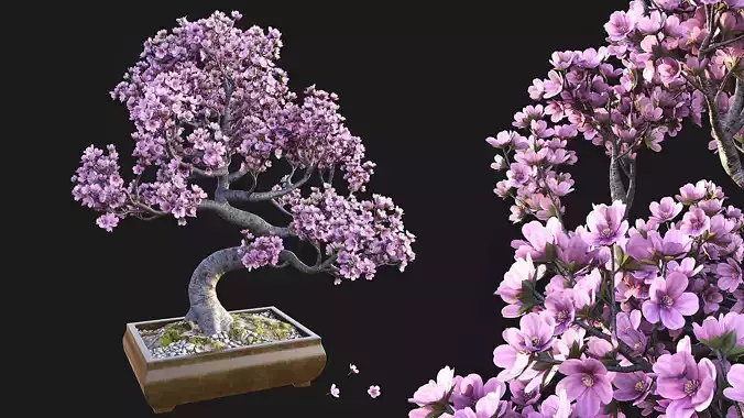 Sakura Bonsai
