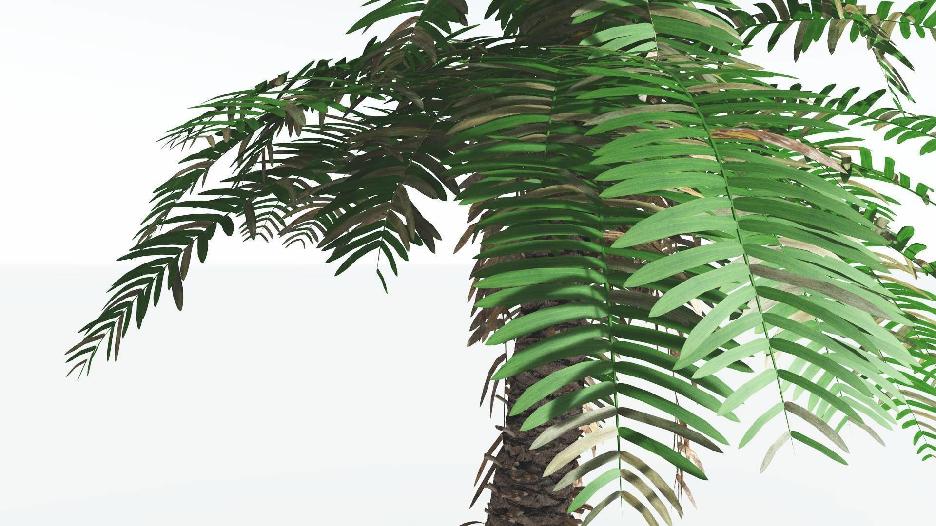 EVERYPlant Pseudoctnis Cycad 4 --12 Models-- 3D model_7