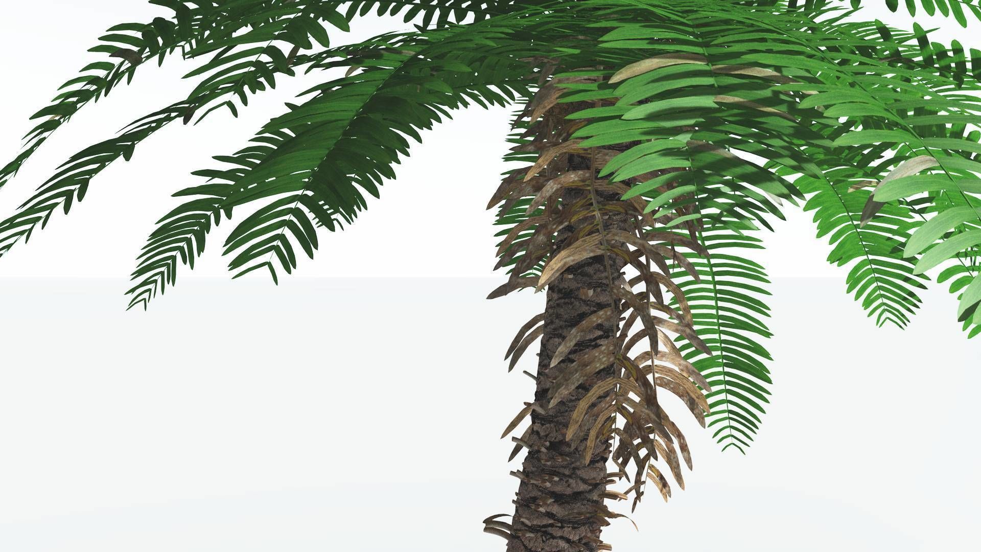 EVERYPlant Pseudoctnis Cycad 4 --12 Models-- 3D model_15