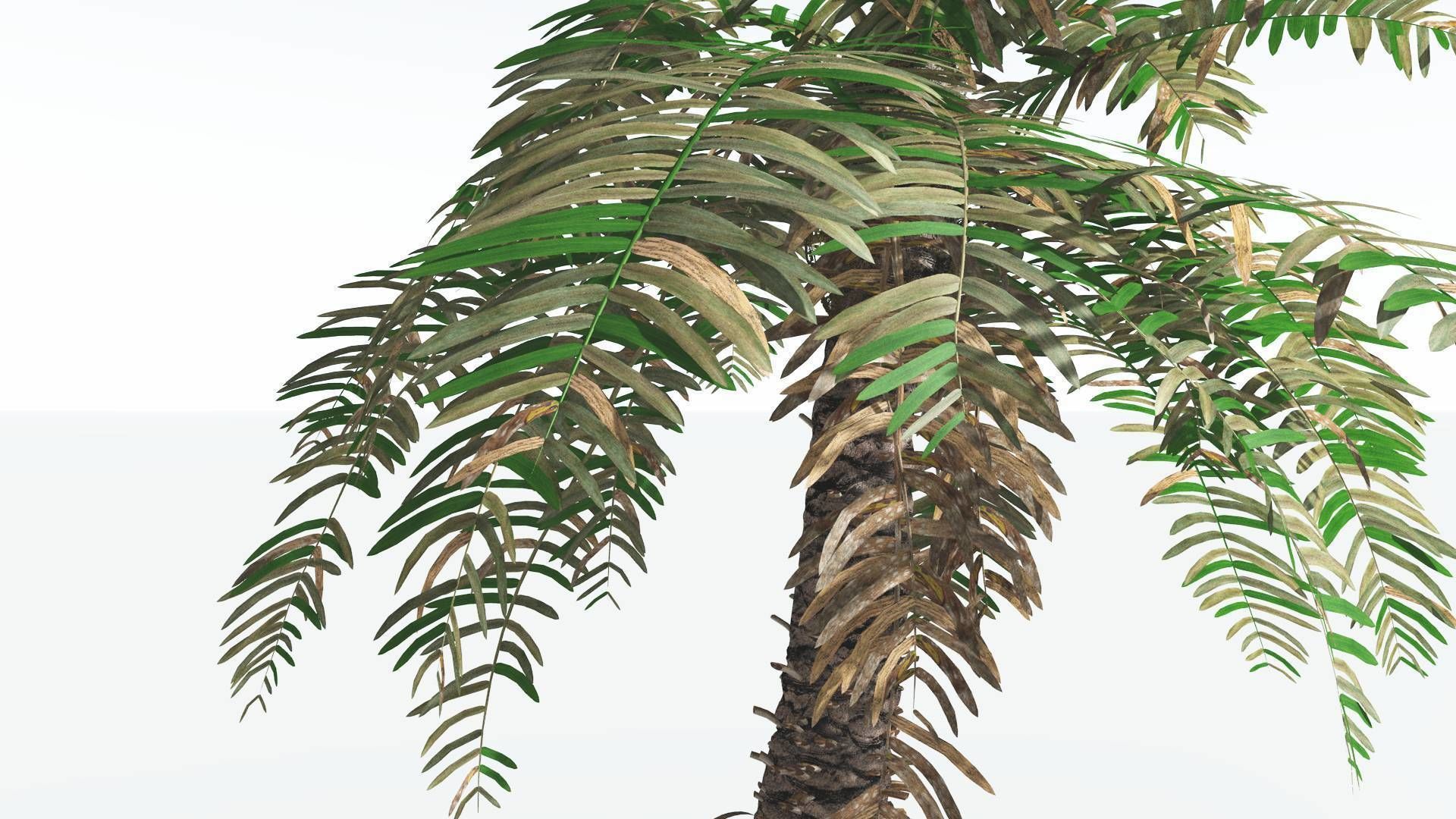 EVERYPlant Pseudoctnis Cycad 4 --12 Models-- 3D model_9