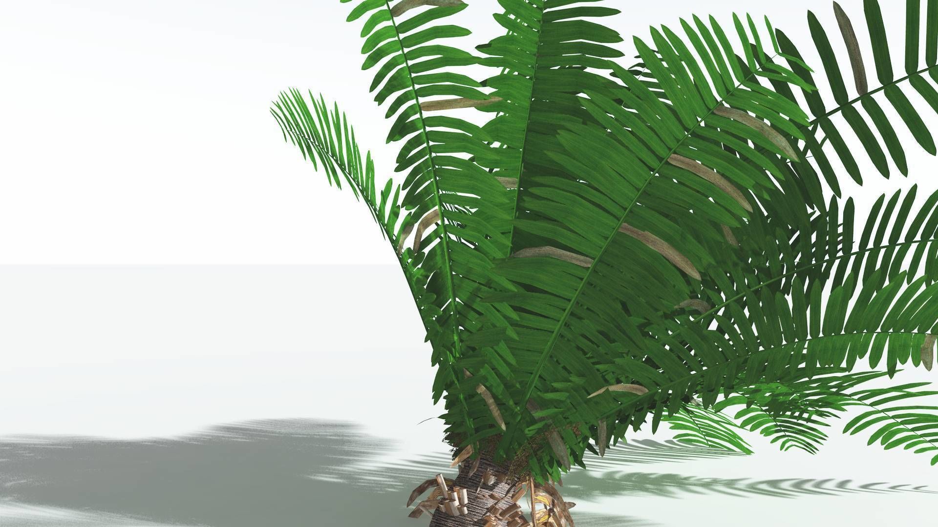 EVERYPlant Pseudoctnis Cycad 4 --12 Models-- 3D model_19