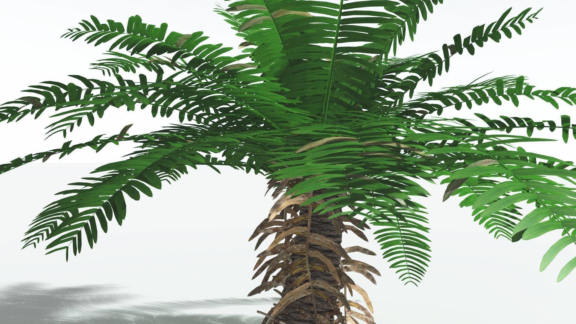 EVERYPlant Pseudoctnis Cycad 4 --12 Models-- 3D model_17