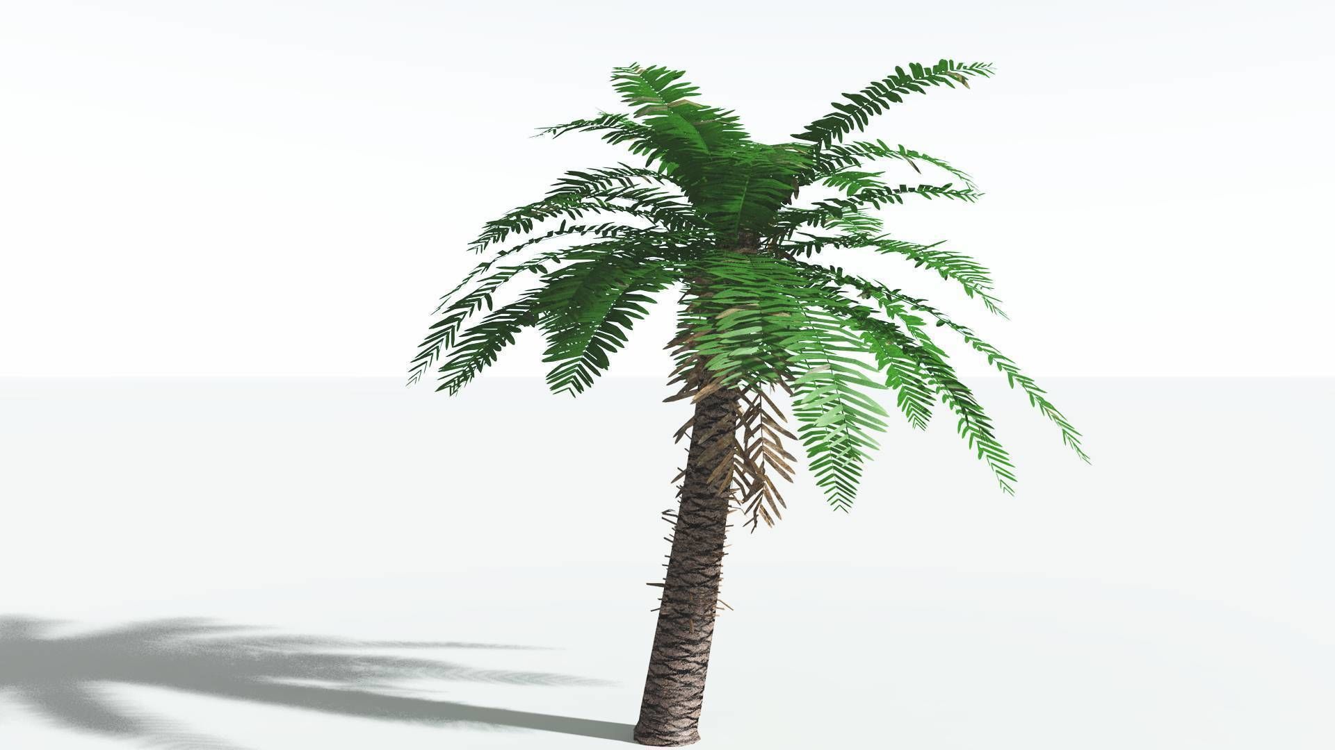 EVERYPlant Pseudoctnis Cycad 4 --12 Models-- 3D model_22