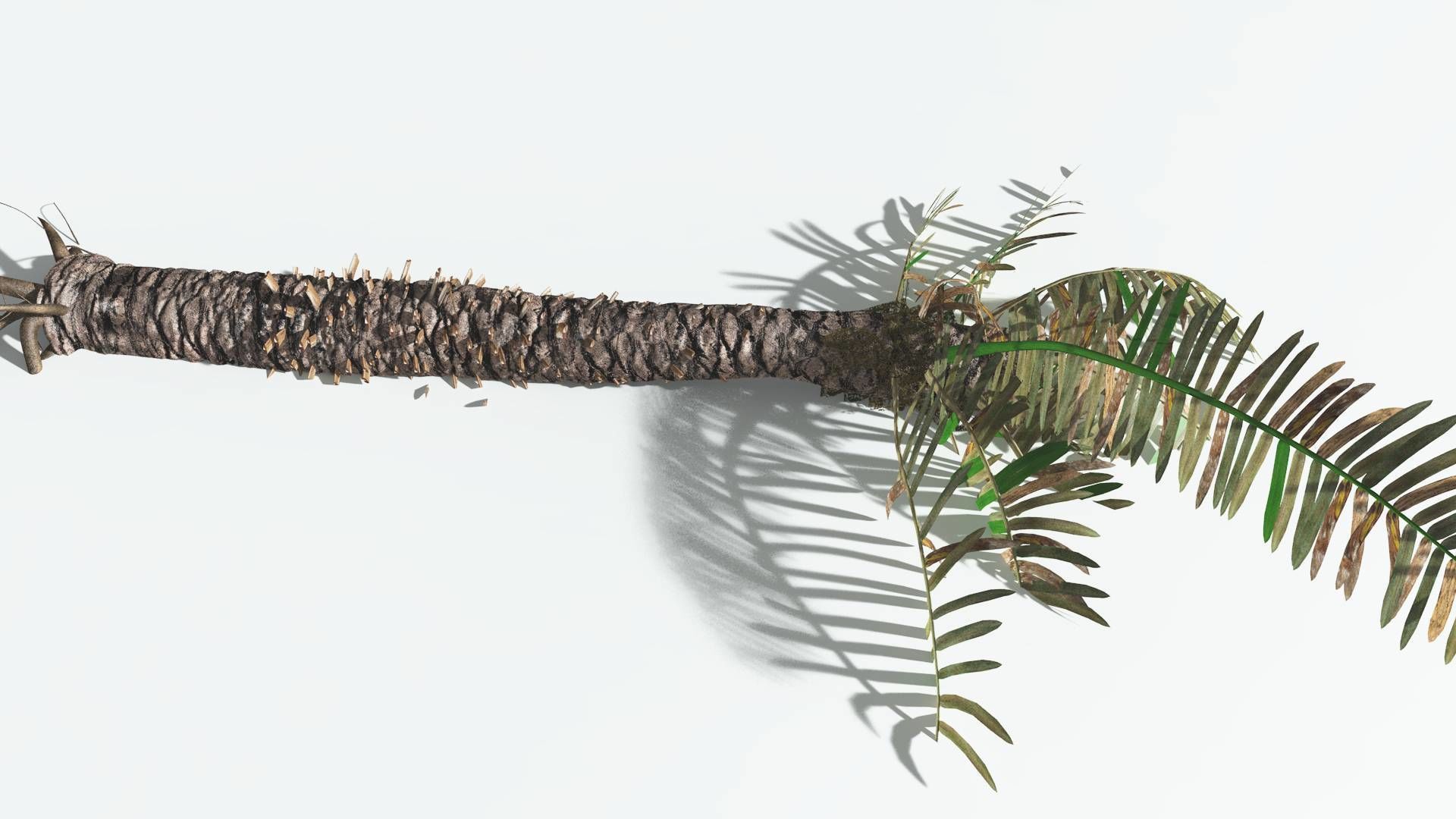 EVERYPlant Pseudoctnis Cycad 4 --12 Models-- 3D model_13