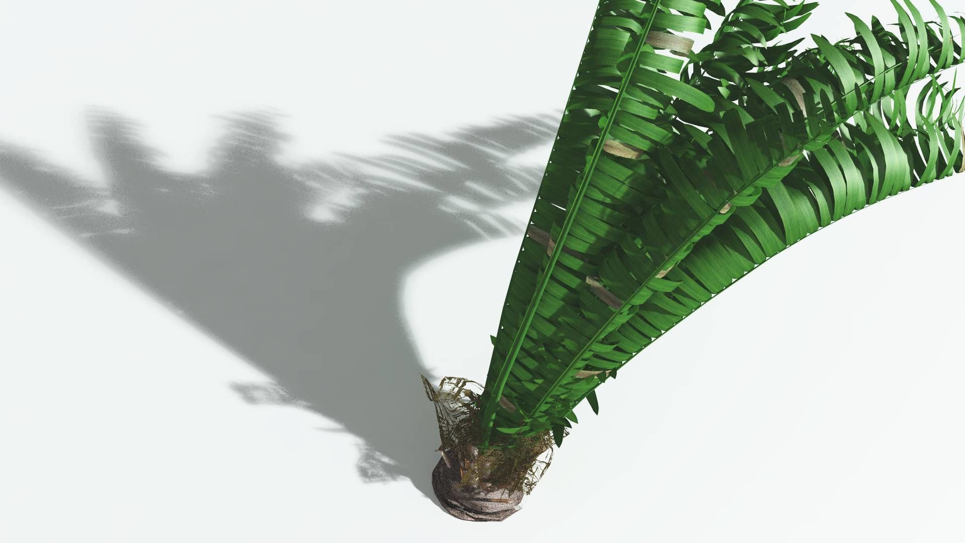 EVERYPlant Pseudoctnis Cycad 4 --12 Models-- 3D model_21