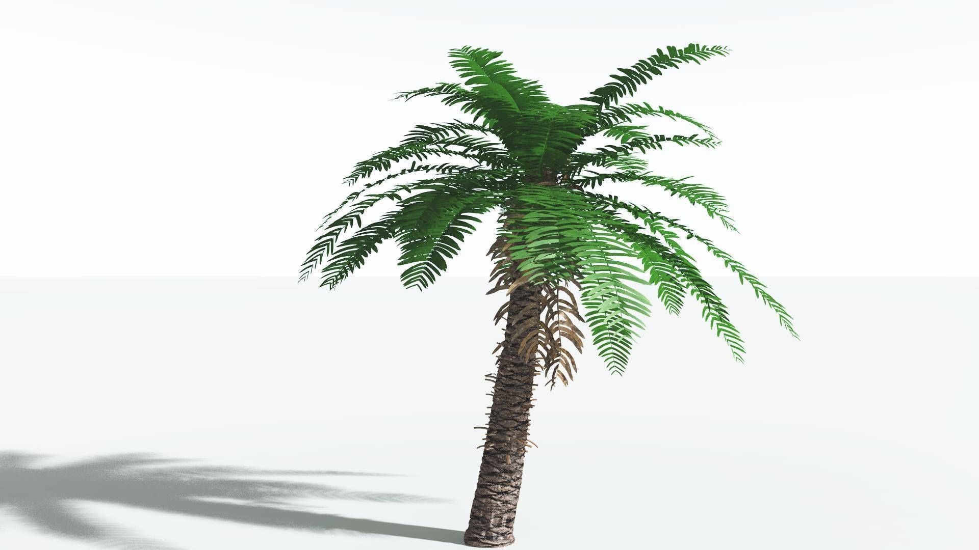 EVERYPlant Pseudoctnis Cycad 4 --12 Models-- 3D model_4