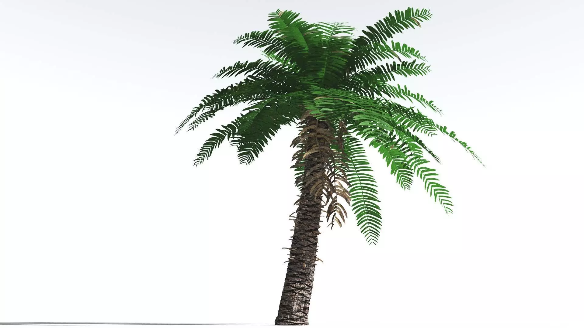 EVERYPlant Pseudoctnis Cycad 4 --12 Models-- 3D model_0