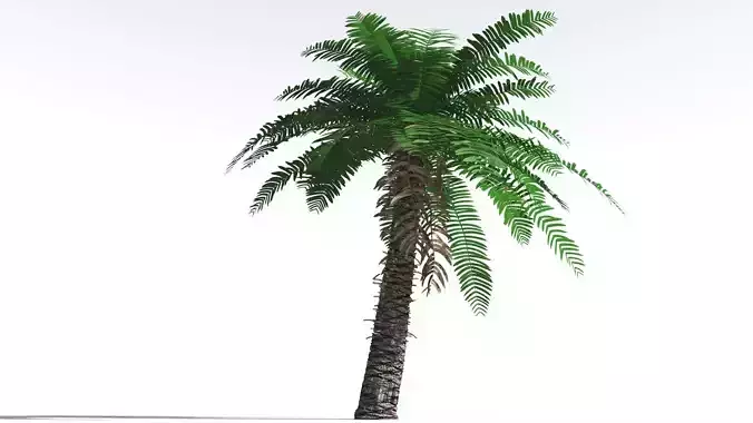 EVERYPlant Pseudoctnis Cycad 4 --12 Models-- 3D model