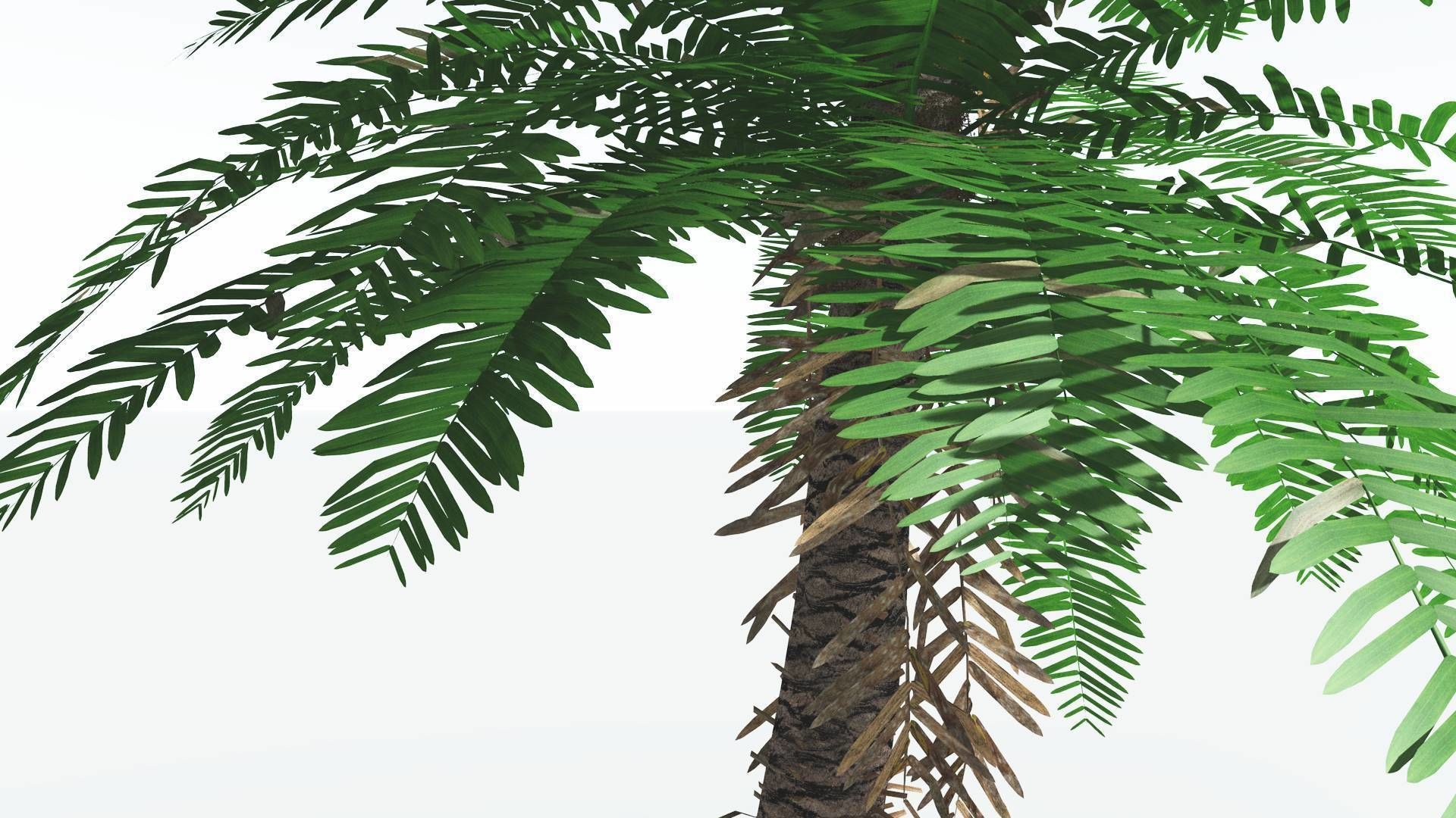 EVERYPlant Pseudoctnis Cycad 4 --12 Models-- 3D model_23