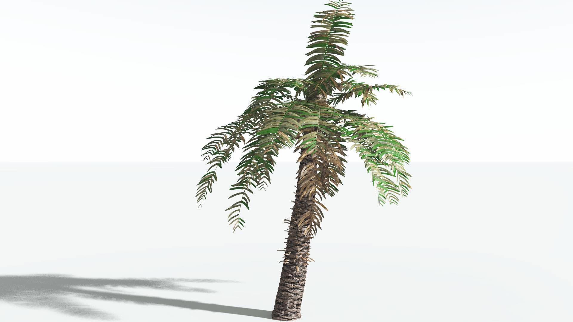 EVERYPlant Pseudoctnis Cycad 4 --12 Models-- 3D model_8