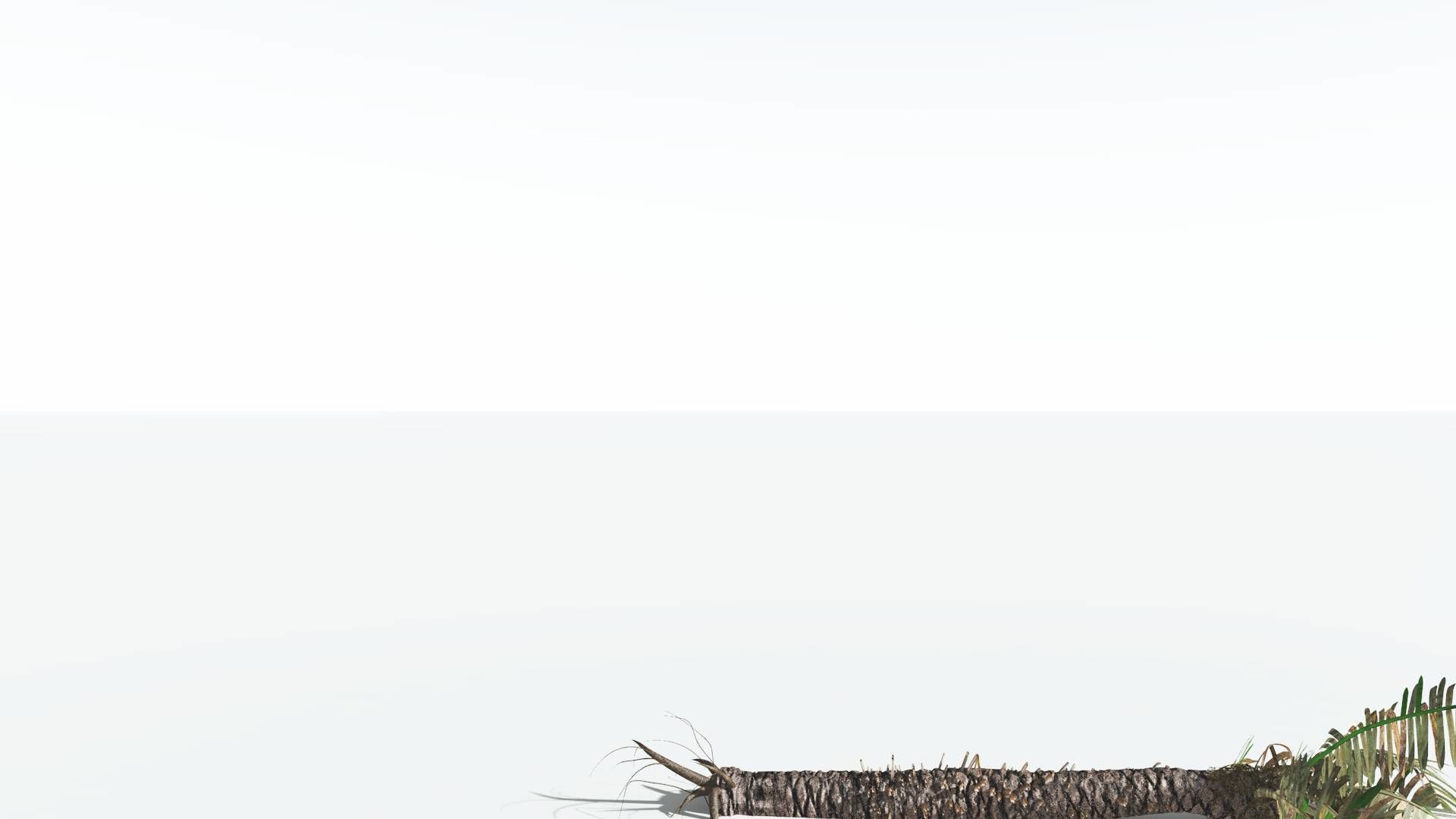EVERYPlant Pseudoctnis Cycad 4 --12 Models-- 3D model_12