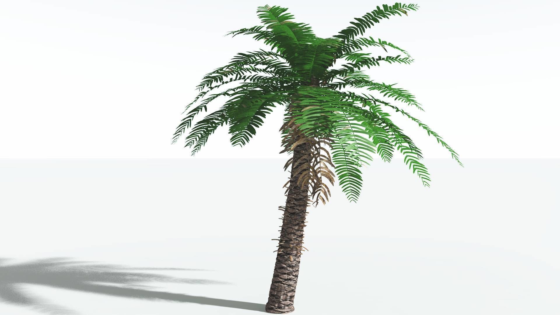 EVERYPlant Pseudoctnis Cycad 4 --12 Models-- 3D model_14