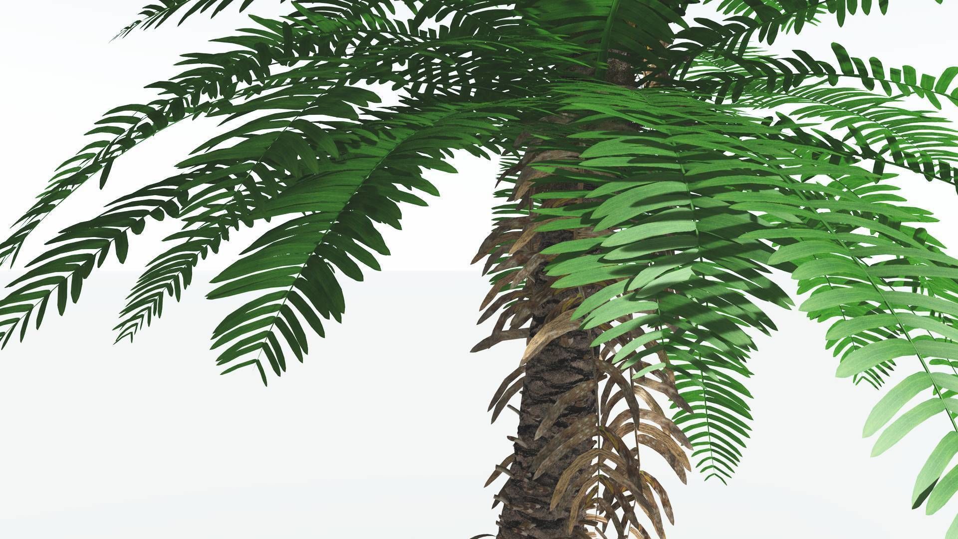 EVERYPlant Pseudoctnis Cycad 4 --12 Models-- 3D model_5