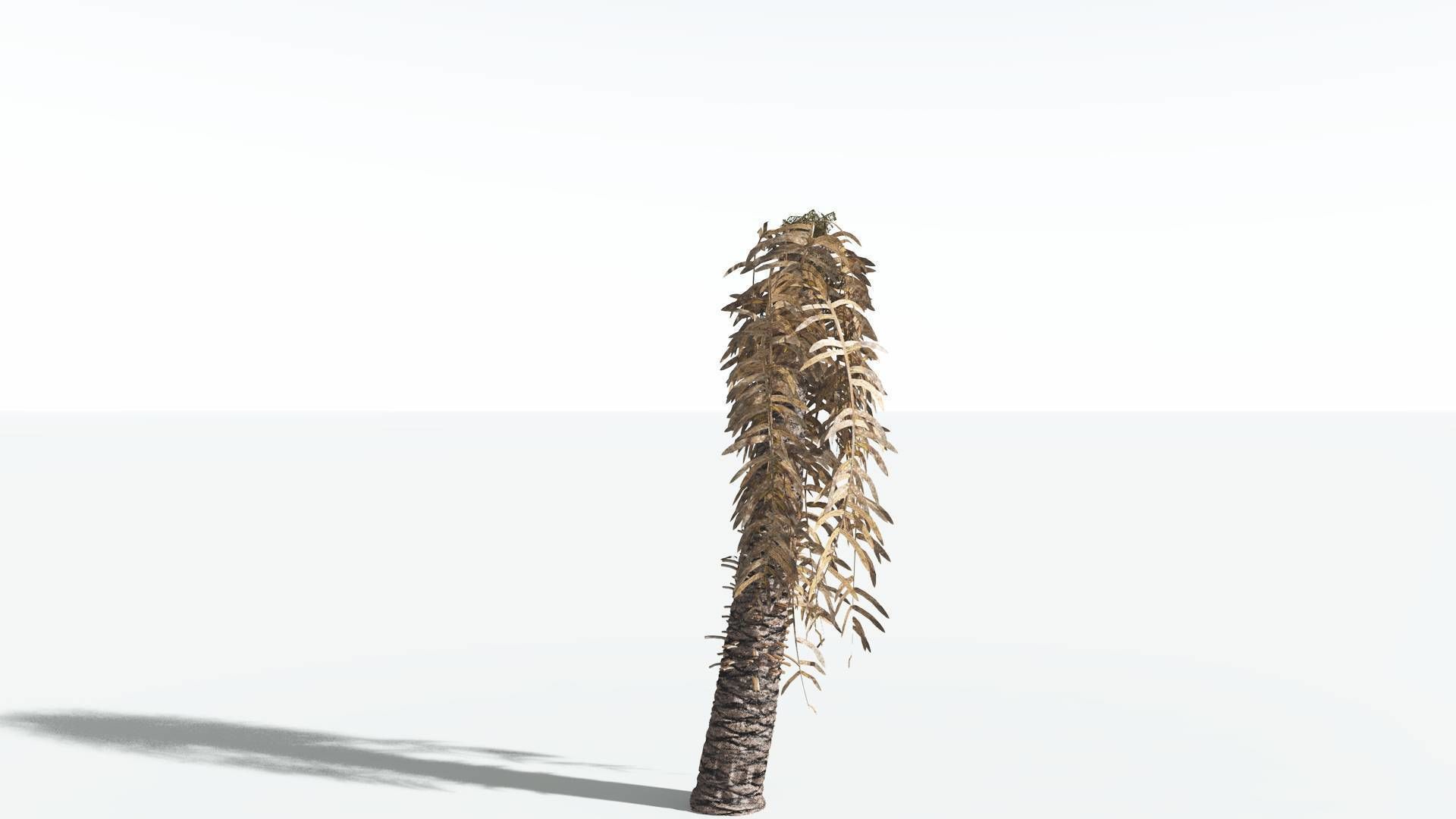 EVERYPlant Pseudoctnis Cycad 4 --12 Models-- 3D model_10