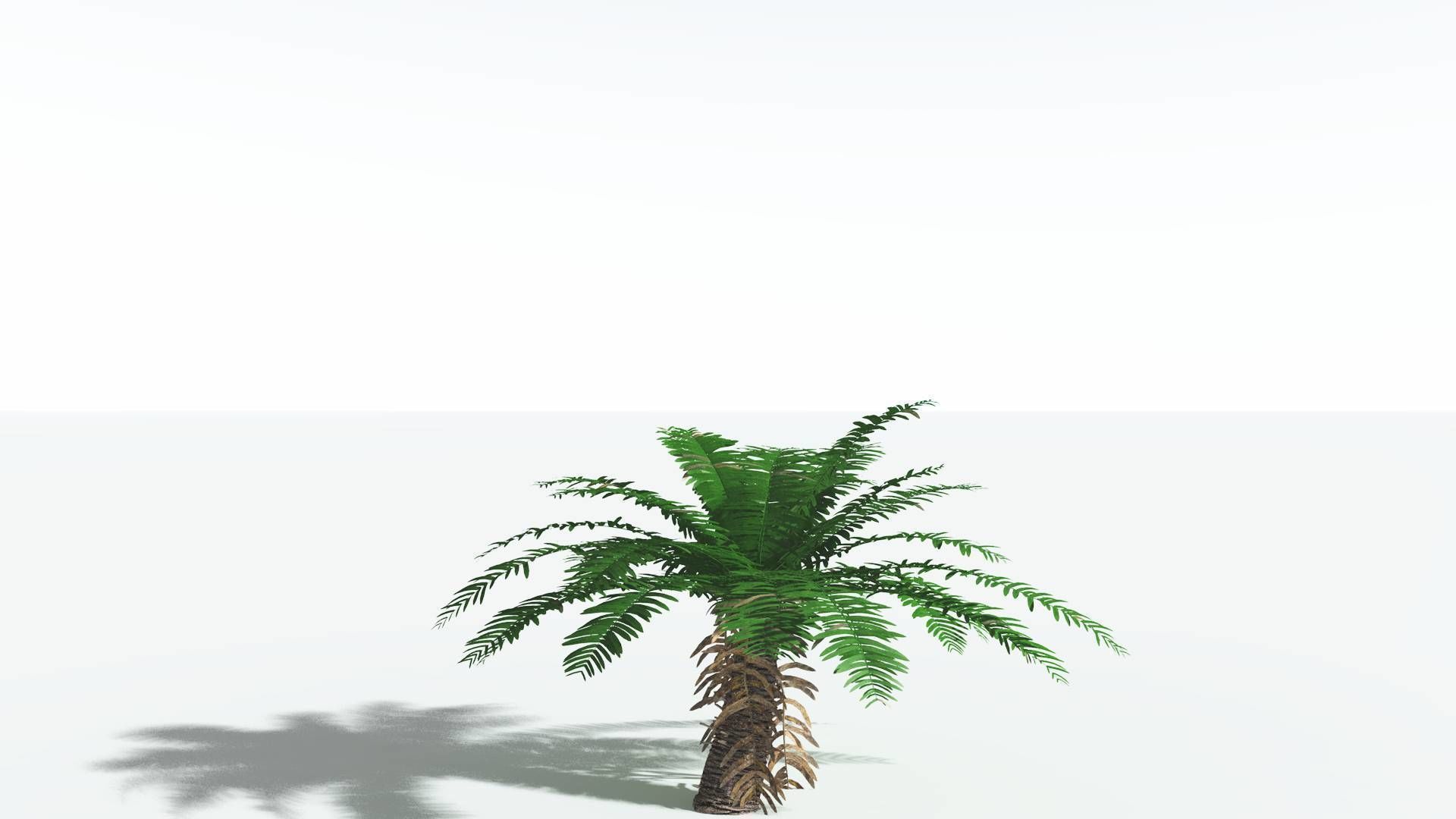 EVERYPlant Pseudoctnis Cycad 4 --12 Models-- 3D model_16