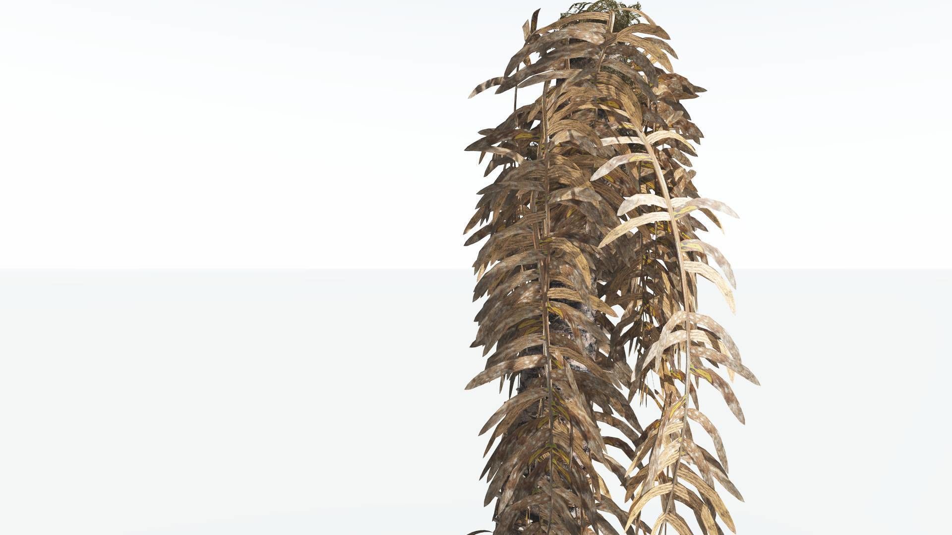 EVERYPlant Pseudoctnis Cycad 4 --12 Models-- 3D model_11