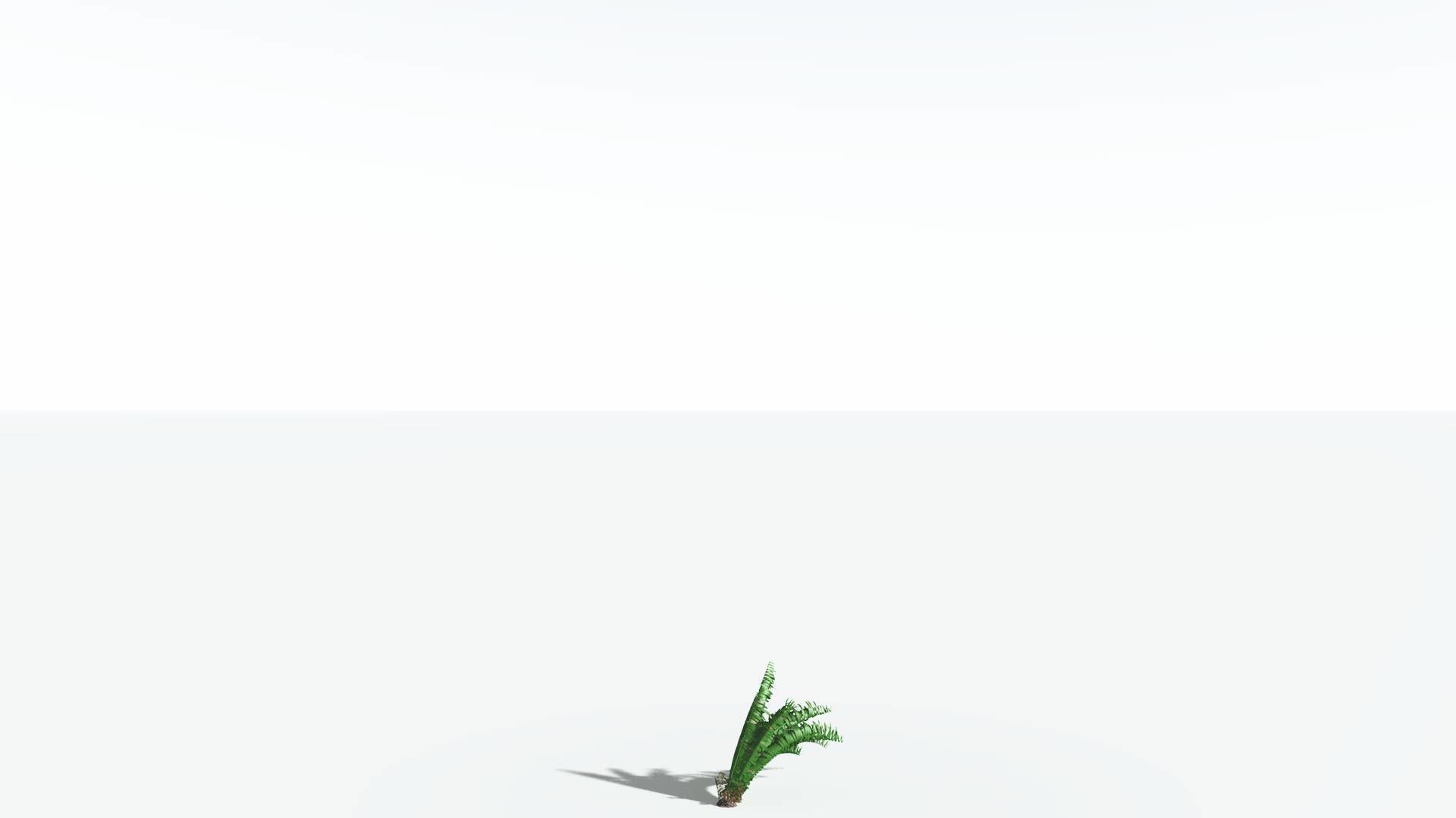 EVERYPlant Pseudoctnis Cycad 4 --12 Models-- 3D model_20
