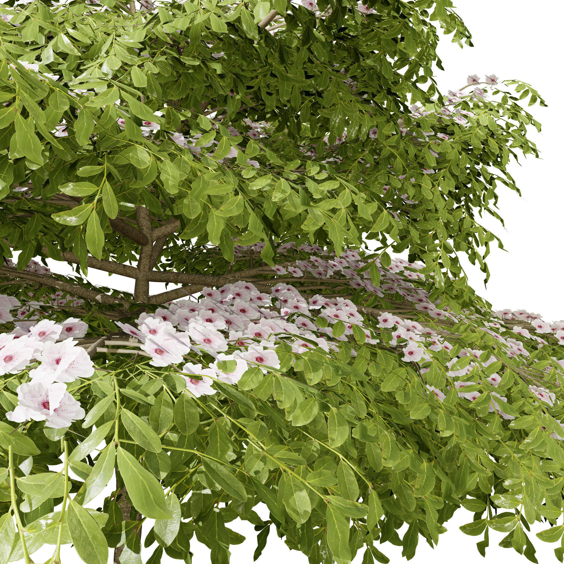 3 Season pagoda dogwood Trees Low-poly 3D model_3