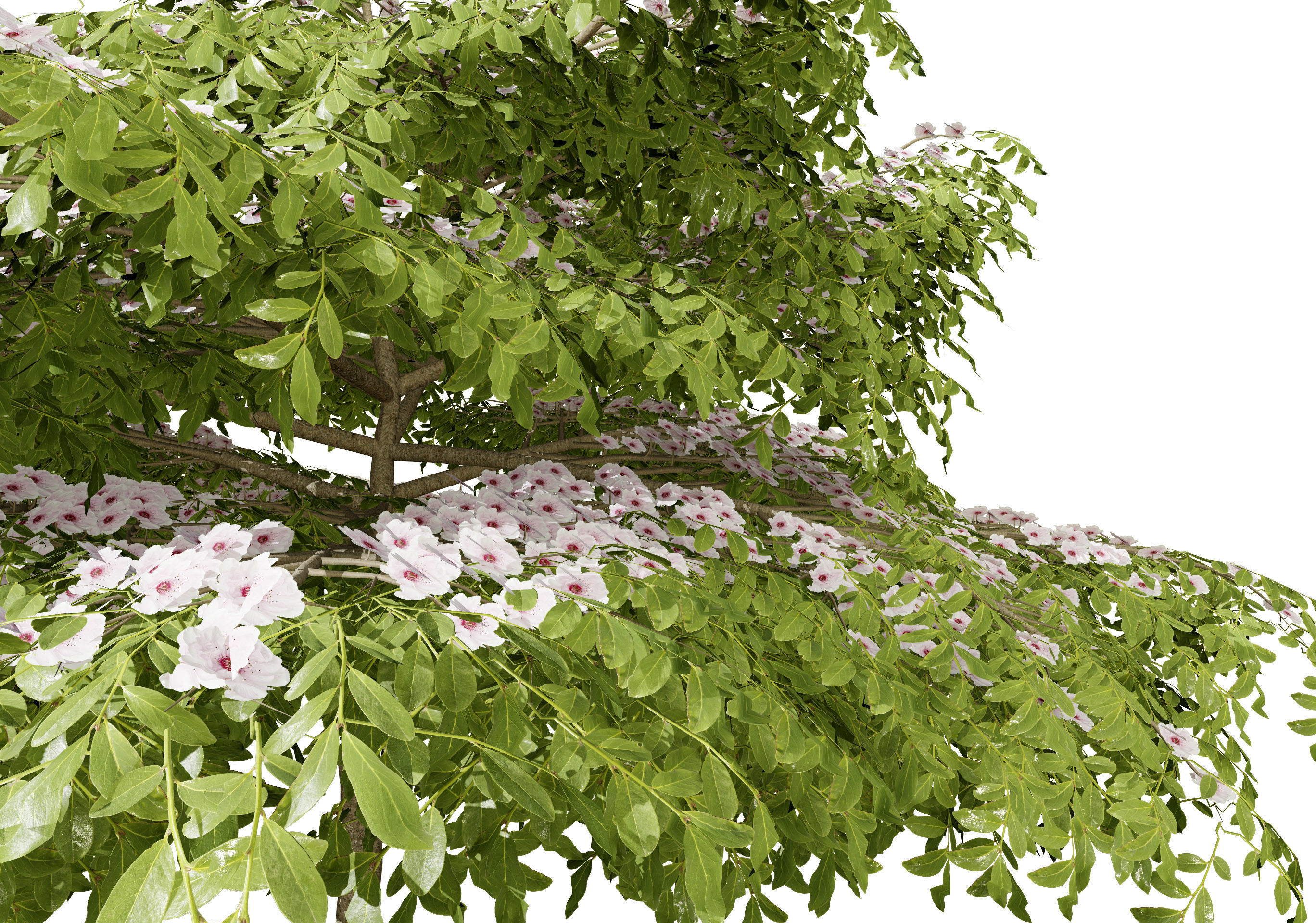 3 Season pagoda dogwood Trees Low-poly 3D model_10