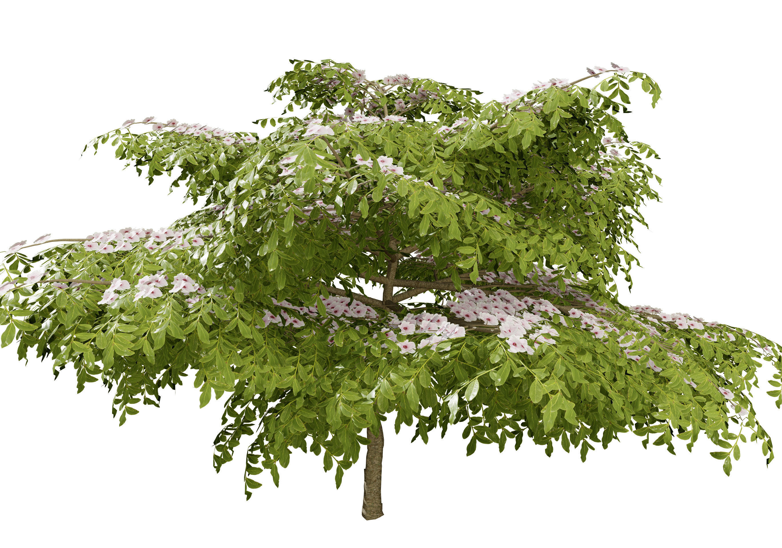 3 Season pagoda dogwood Trees Low-poly 3D model_9