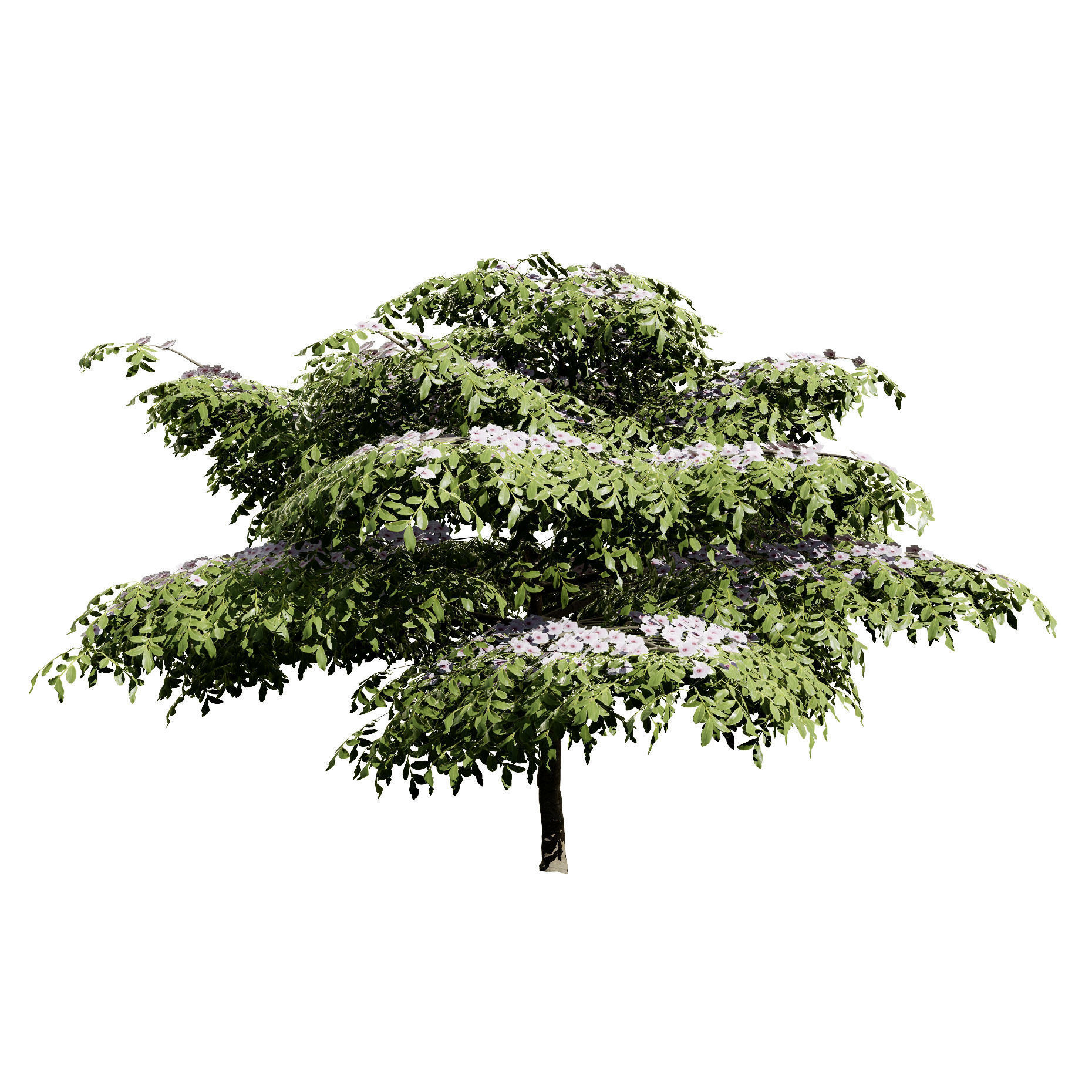 3 Season pagoda dogwood Trees Low-poly 3D model_8