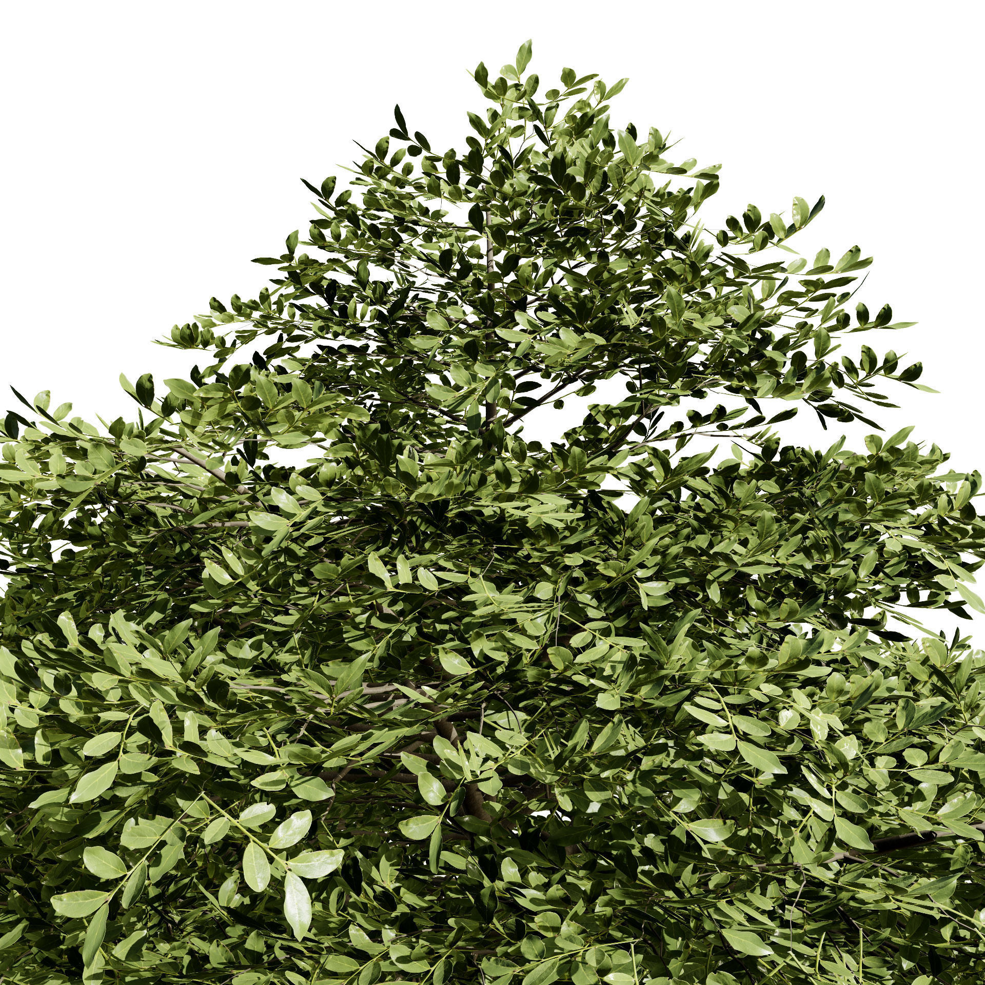 3 Season pagoda dogwood Trees Low-poly 3D model_6