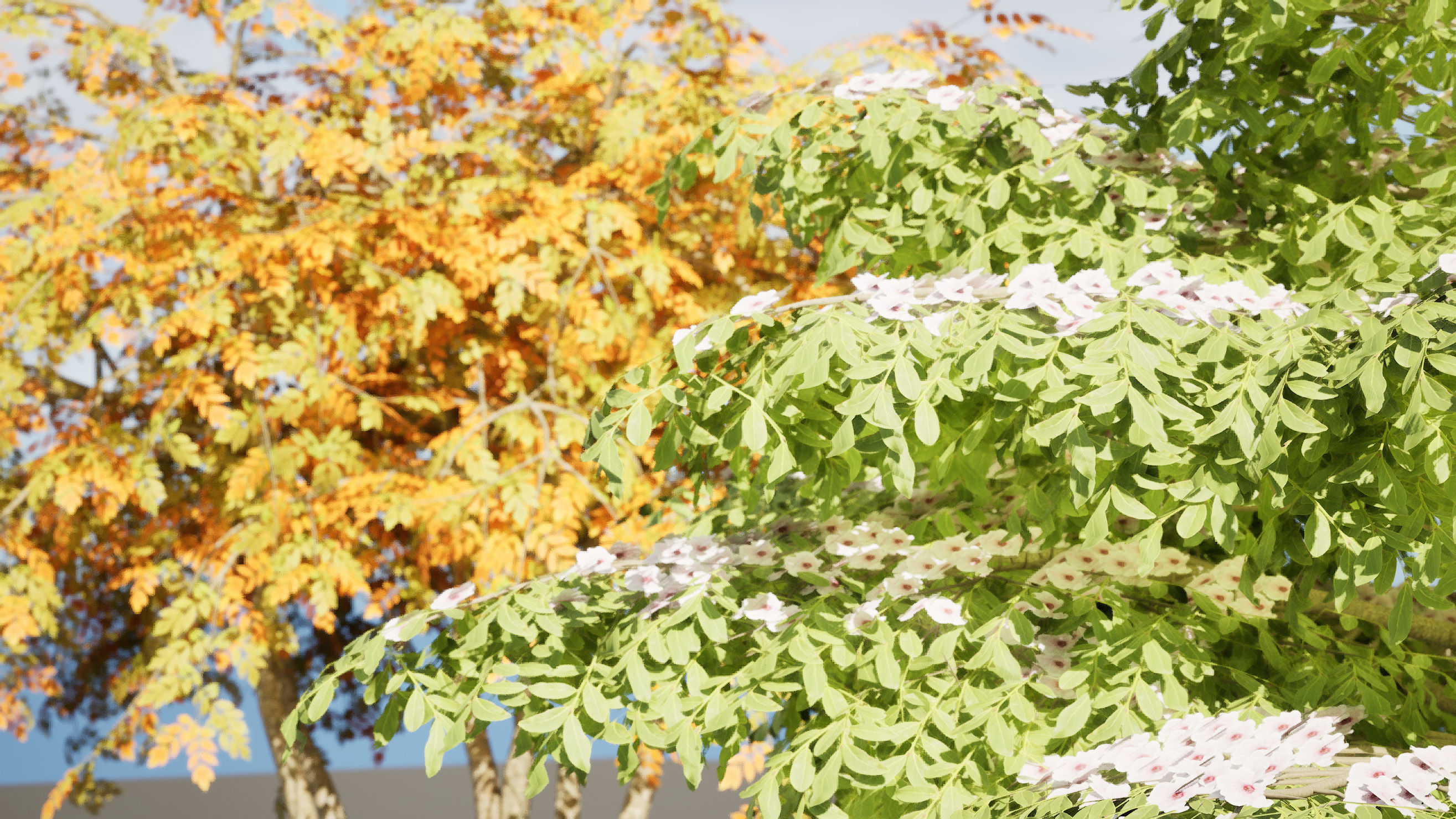 3 Season pagoda dogwood Trees Low-poly 3D model_12