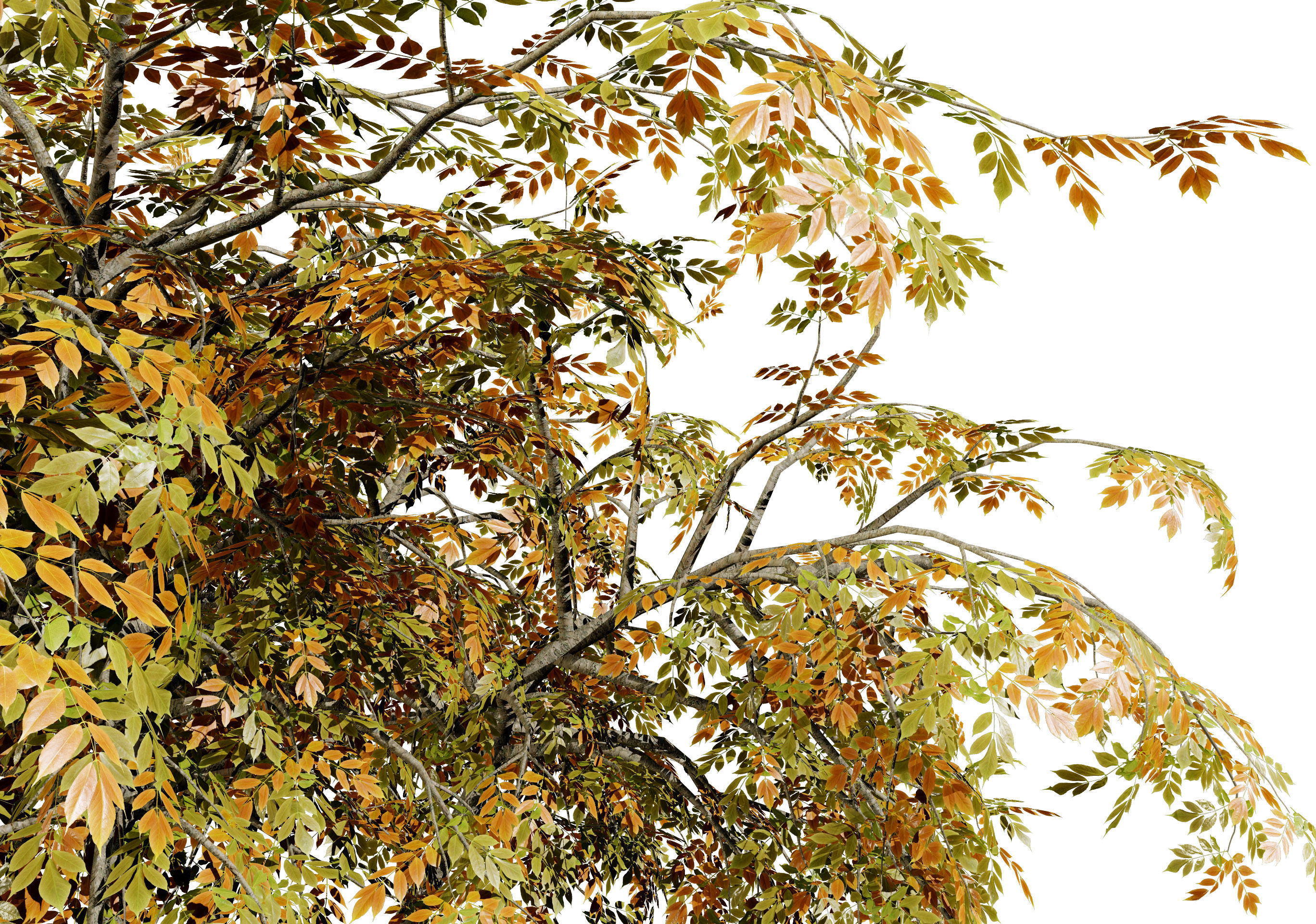 3 Season pagoda dogwood Trees Low-poly 3D model_5