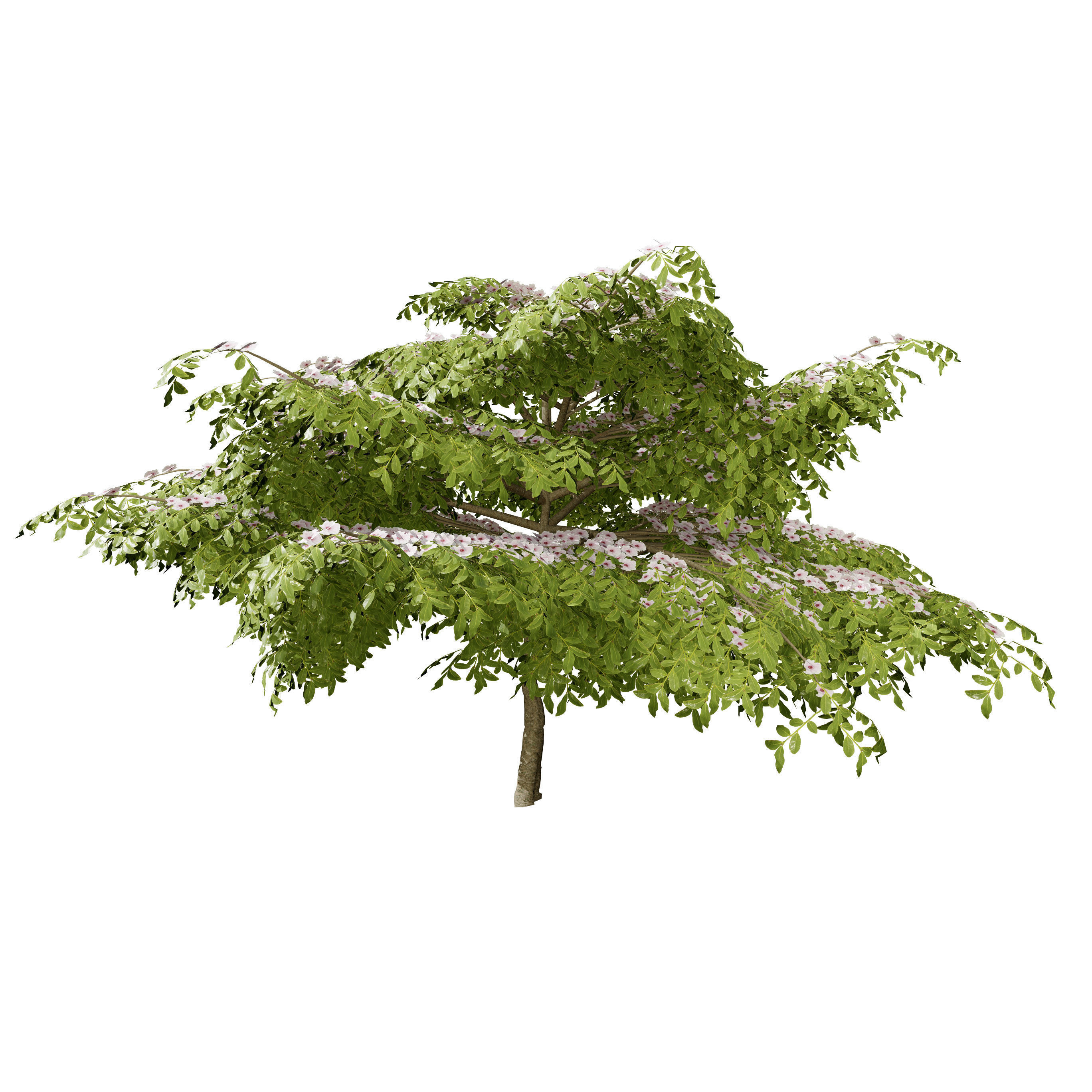 3 Season pagoda dogwood Trees Low-poly 3D model_11