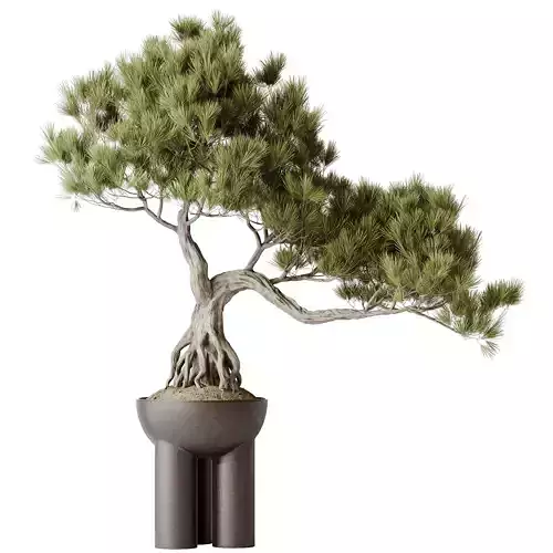HQ HousePlants Bonsai Pinus Pentaphylla Thunbergii11