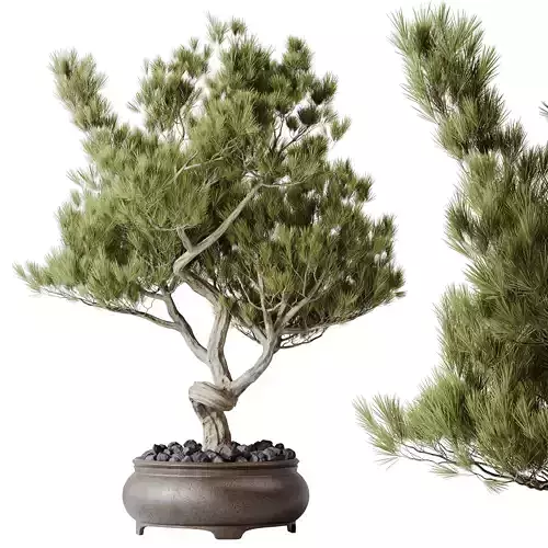 HQ HousePlants Bonsai Pinus Pentaphylla Thunbergii12