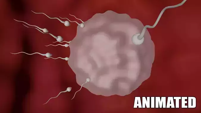 Human Sperm Cell and Egg Cell Fertilization 3D model