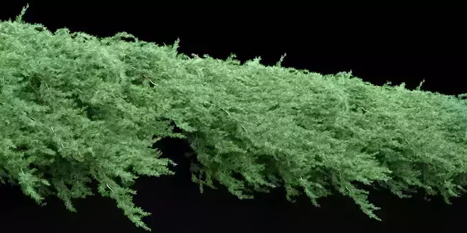Creeper juniper vol 254-3dsmax-Blender