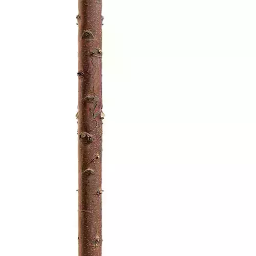 Branch Seamless Texture 2K - EXR 5 - JPG 5 Texture