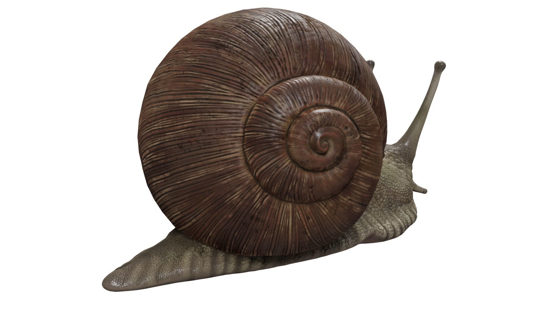 Snail 3D model_4