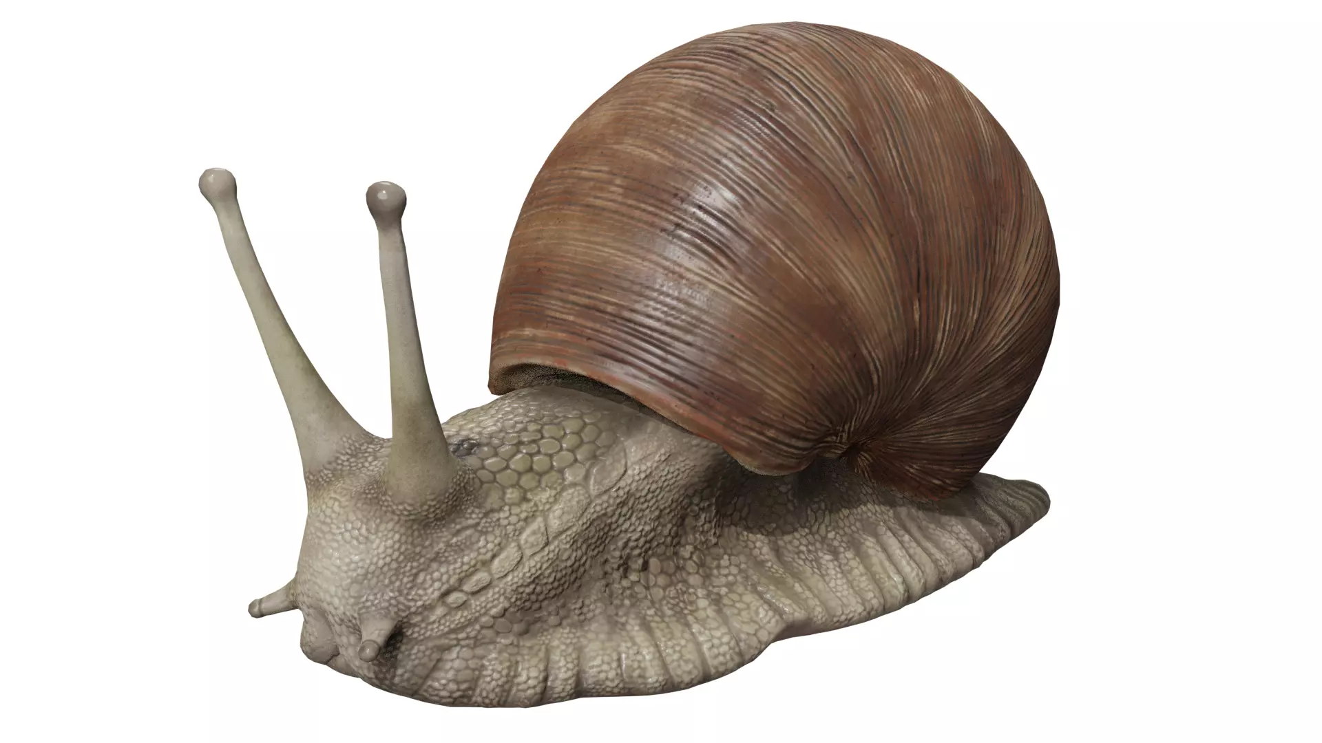 Snail 3D model_0