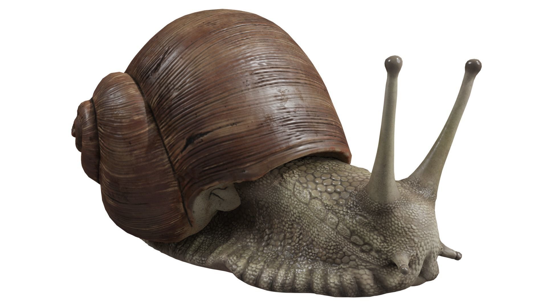 Snail 3D model_6
