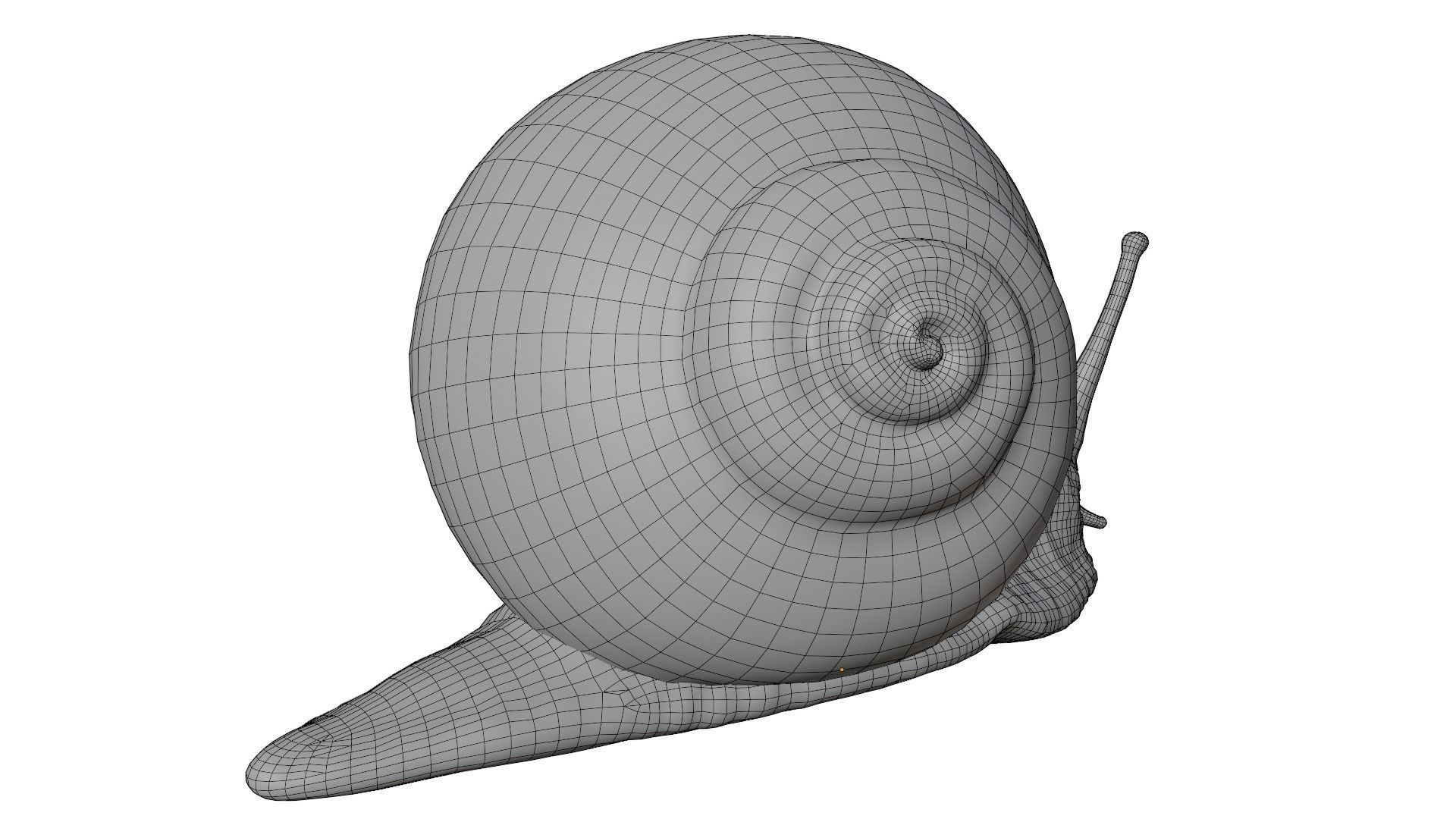 Snail 3D model_13