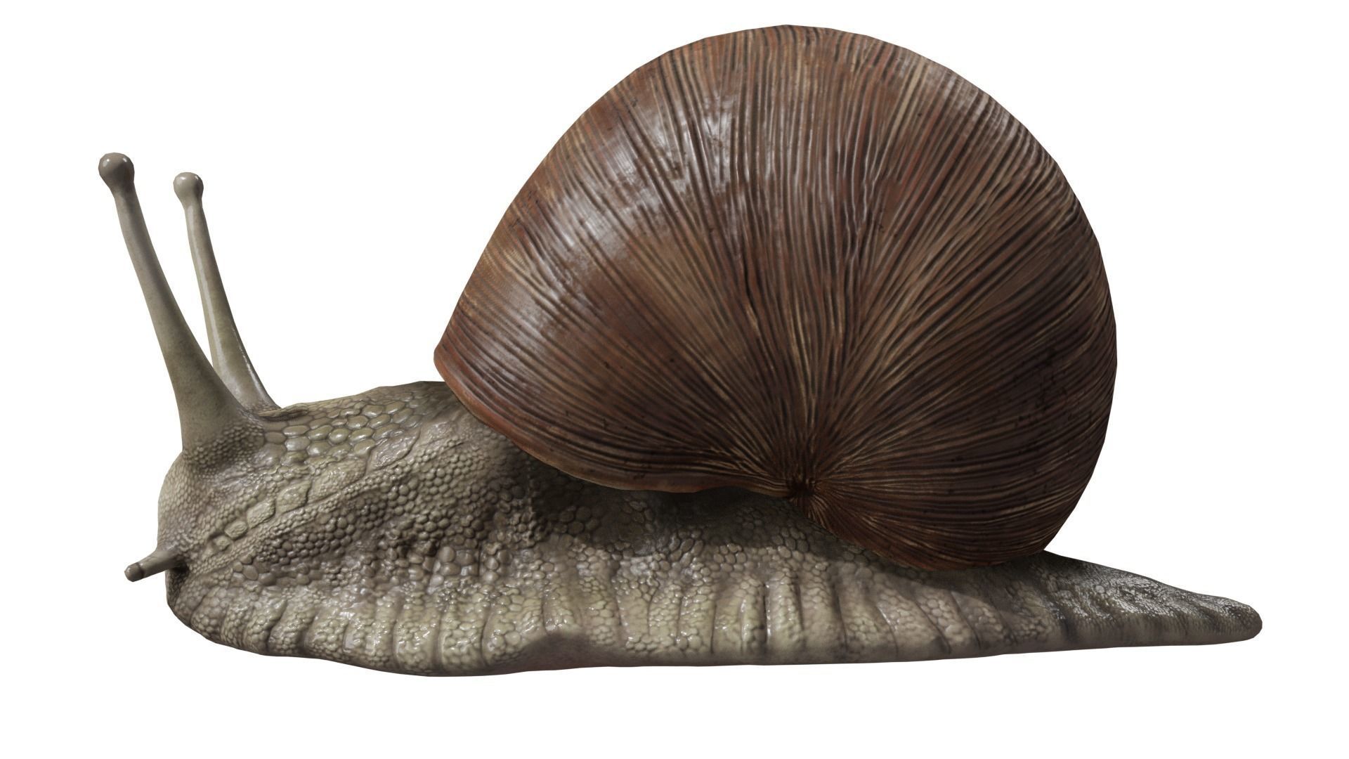 Snail 3D model_1